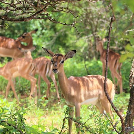 Kruger Kumba - Lahlekile Nathi Apartment Marloth Park Luaran gambar