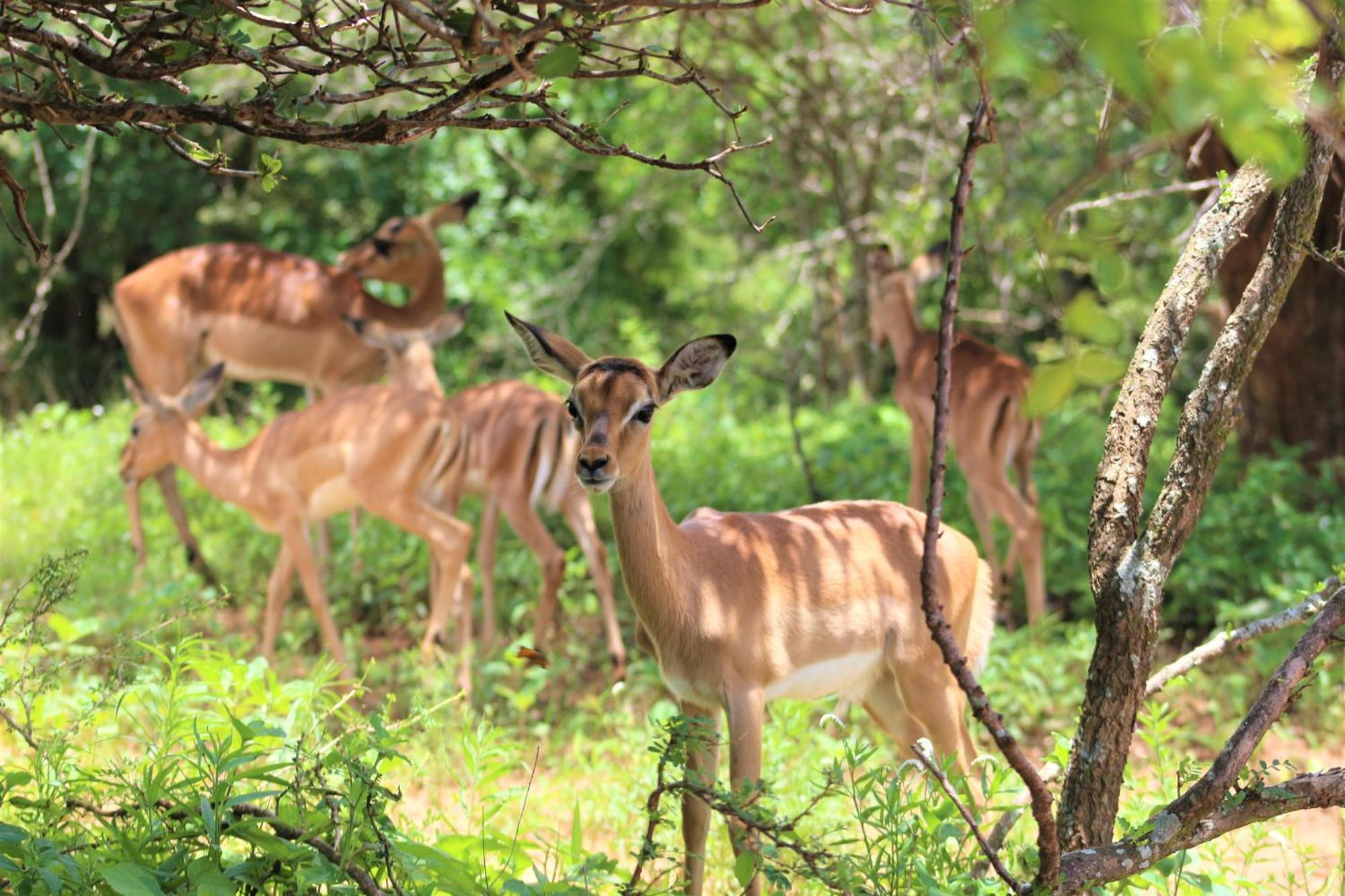Kruger Kumba - Lahlekile Nathi Apartment Marloth Park Luaran gambar