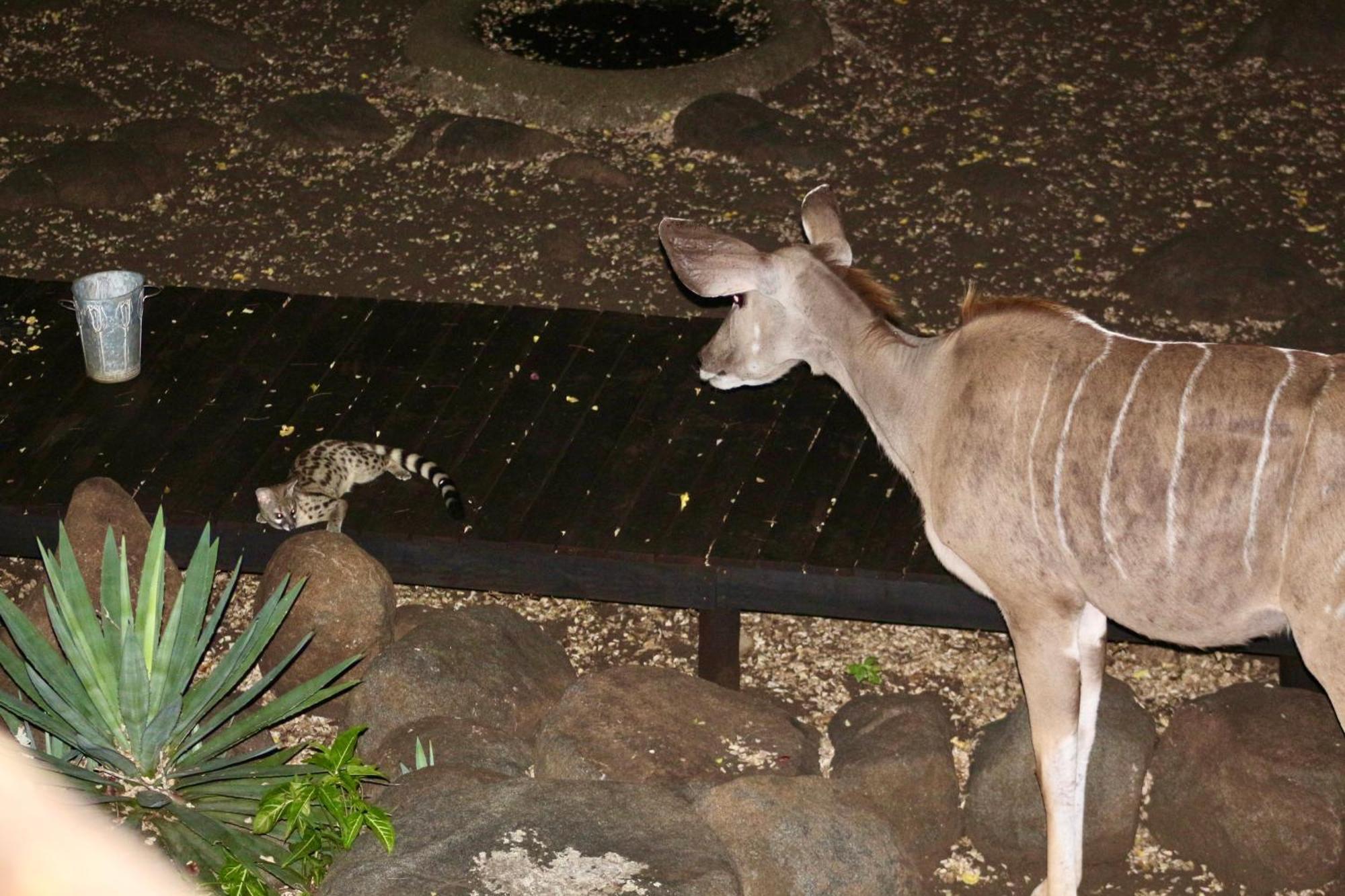Kruger Kumba - Lahlekile Nathi Apartment Marloth Park Luaran gambar
